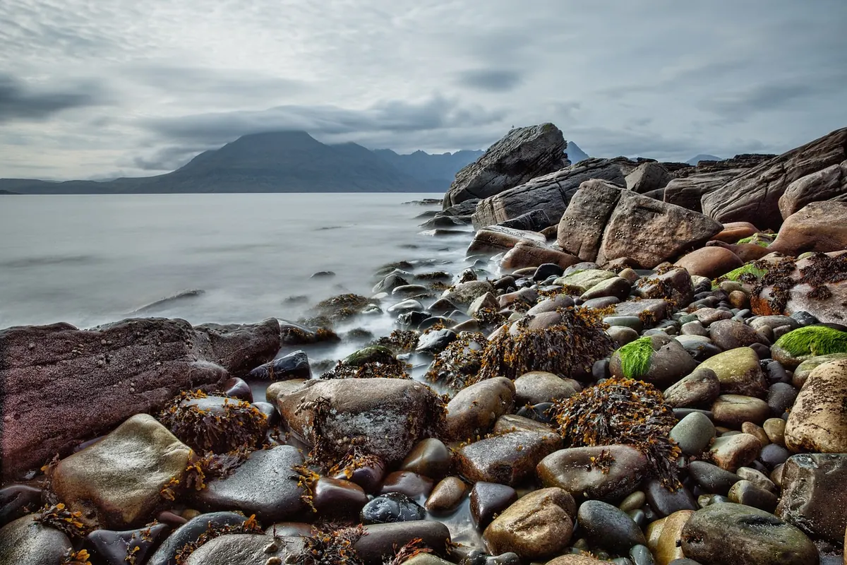 A Beginner's Guide to Identifying UK Seaweed on the Shore