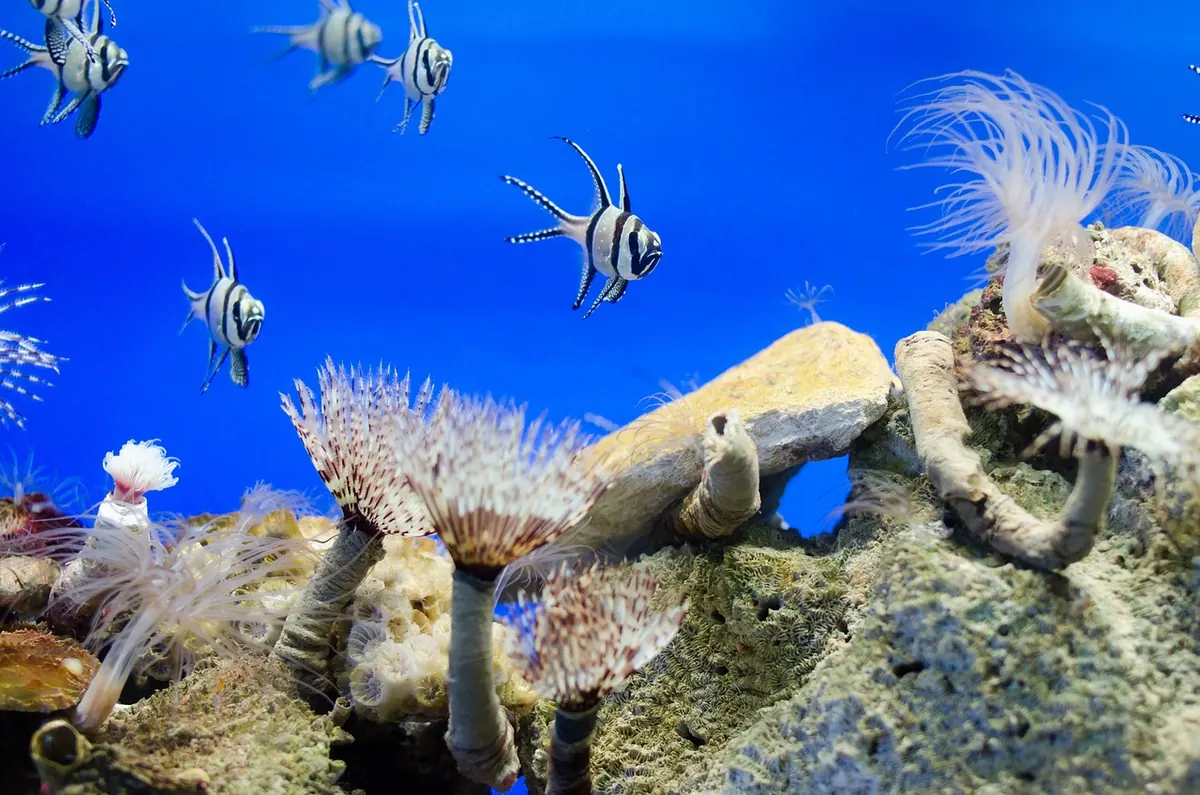 Coral Reef vs. Cold-Water Coral: How UK Deep-Sea Reefs Differ from Tropical Ones