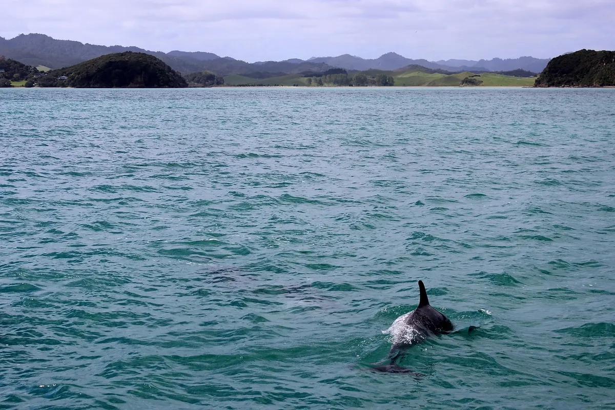 How to Identify UK Cetaceans from Shore: A Practical Guide to Whales, Dolphins and Porpoises